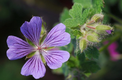 Geranium_Philippe_Vapelle_1_16-09-2007.jpg