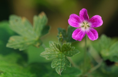 Geranium_Orkney_Pink_1_16-09-2007.jpg