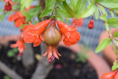 Granatapfel 001.JPG