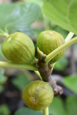 Granatapfel 007.JPG