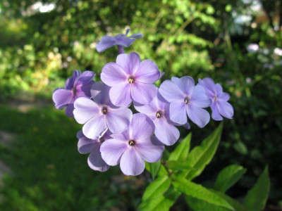 slg Fliederenzian blau.JPG