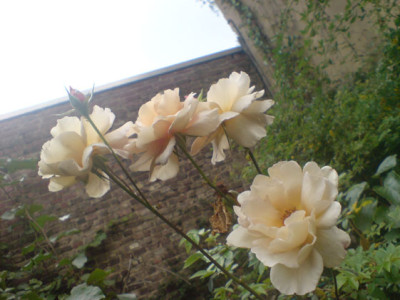 cafebluete_sept_07_5.JPG