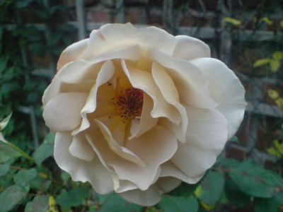 cafebluete_sept_07_6.JPG