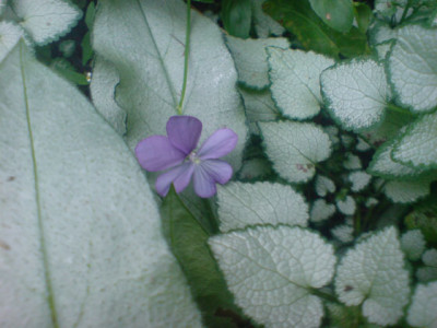 rosenbegleiter_sept_07_2.JPG