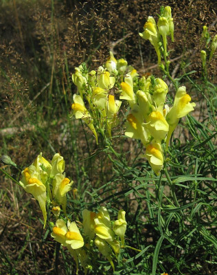 IMG_1569_Linaria_5Aug2020_.jpg