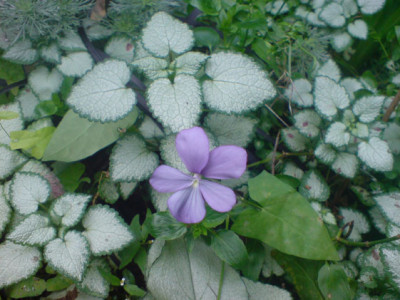 rosenbegleiter_sept_07_1.JPG