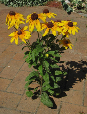IMG_1590_Blumenstrauss_5Aug2020_.jpg