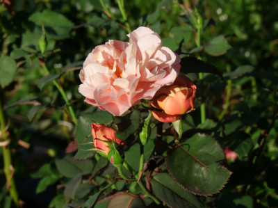 DSCF4516.JPG