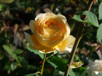 DSCF4721.JPG