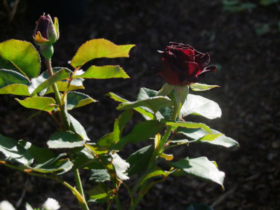 DSCF4578.JPG