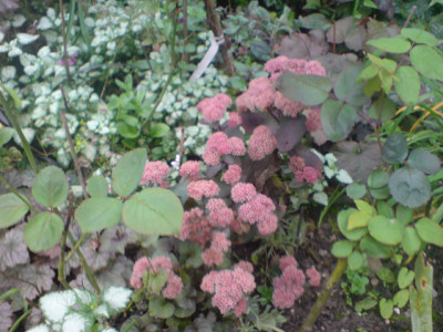 rosenbegleiter_sept_07_4_fette_henne.JPG