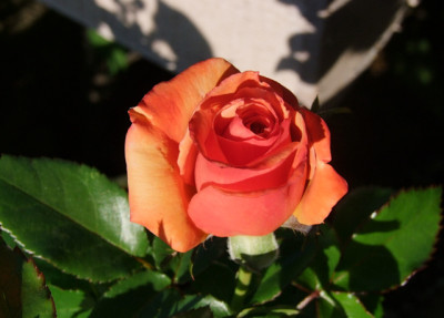 DSCF4560.JPG