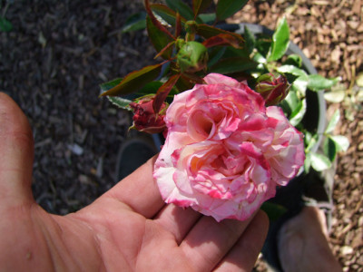 DSCF4624.JPG