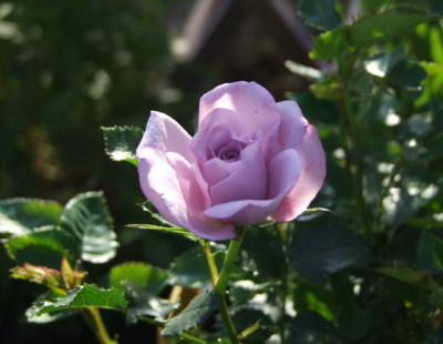 DSCF0973.JPG