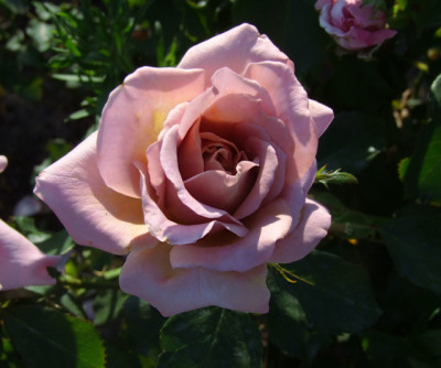 DSCF4094.JPG
