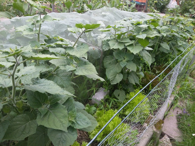 Physalis13618.jpg