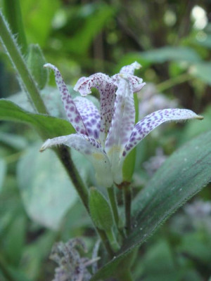 Tricyrtis_hirta.jpg