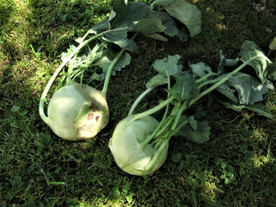 kohlrabi.JPG