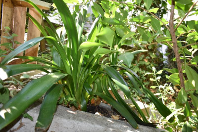 clivia 004.JPG