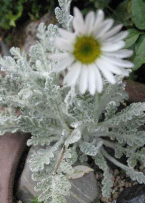 IMG_1986_Pyrethrum_leontopodium__.JPG