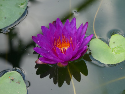 2020-08-07 Nymphaea 'Purple Fantasy' 1.jpg
