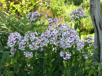 2020-08-07 Phlox 'Kirmesländler' 1.jpg