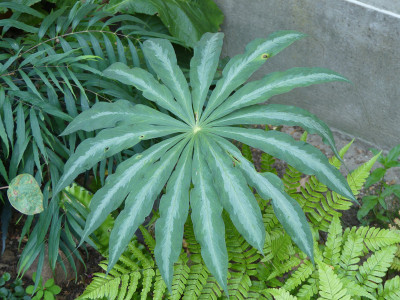 2020-08-07 Arisaema consanguineum.jpg