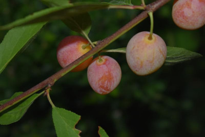 Mirabelle aus SH 005.JPG
