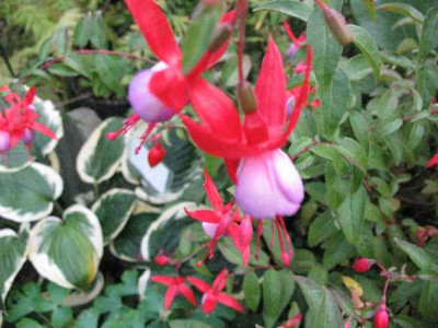IMG_1989_Fuchsia_Saturnus_.JPG