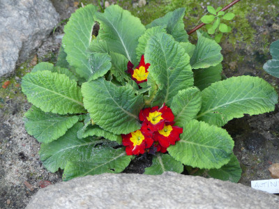 2020-08-07 Primula vulgaris 1.jpg