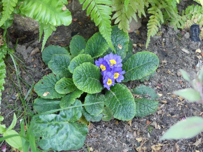 2020-08-07 Primula vulgaris 2.jpg