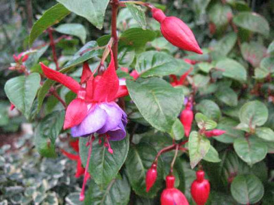 IMG_1992_Fuchsia_Grey_Lady_.JPG