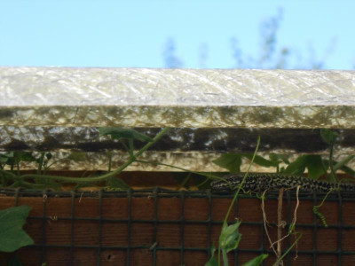 DSCN0161.JPG