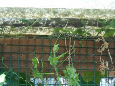 DSCN0163.JPG