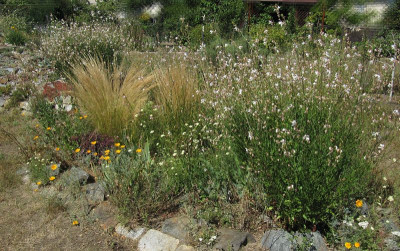 IMG_1643_Wiesenbeet_6Aug2020_.jpg