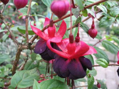 IMG_1995_Fuchsia_Rohees_New_Millenium_.JPG