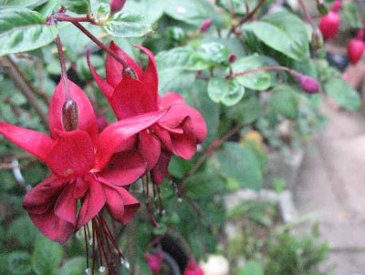 IMG_1998_Fuchsia_Rohees_Blacky_.JPG