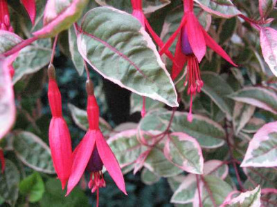 IMG_2000_Fuchsia_Tom_West_.JPG