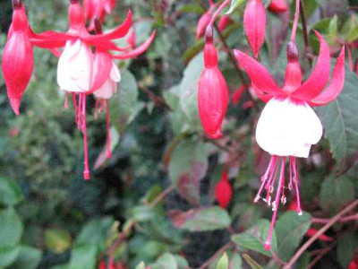 IMG_2007_Fuchsia_White_Pixie_.JPG