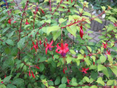 IMG_2010_Fuchsia_Genii_.JPG