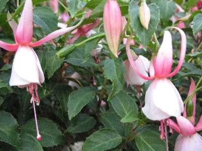 IMG_2011_Fuchsia_Edna_W._Smith_.JPG