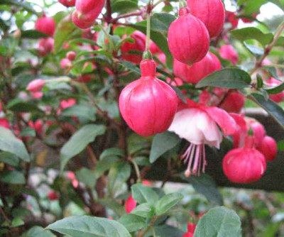 IMG_2014_Fuchsia_Sharon_Allsop_.JPG