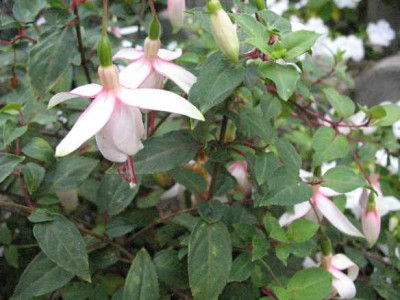 IMG_2016_Fuchsia_Maarten_Toonder_.JPG