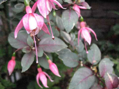 IMG_2019_Fuchsia_Jack_Stanway_.JPG