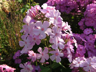 2020_0509AugustHochsommer0042.JPG
