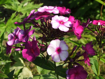 2020_0509AugustHochsommer0199.JPG
