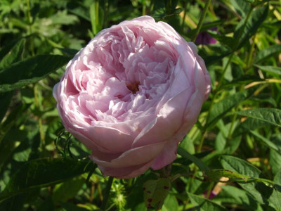 2020_0509AugustHochsommer0190.JPG