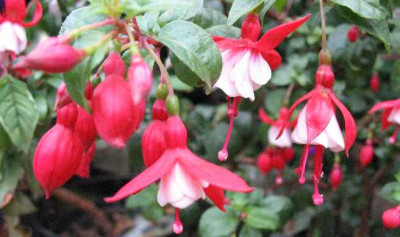 IMG_2027_Fuchsia_Cardinal_Farges_.JPG