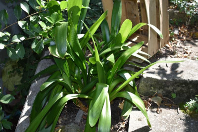 clivia 002.JPG