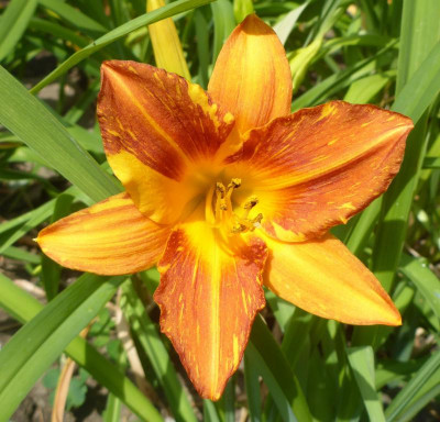 Augie's Unique Beauty 2020 3.jpg